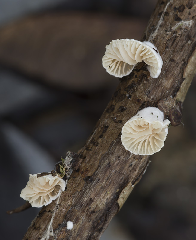 Crepidotus cesatii